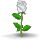 http://beastkeeper.com/resources/island/white-rose.png