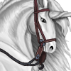 Western Bridle