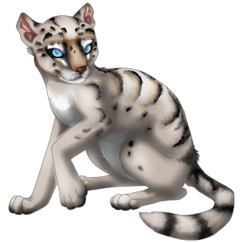 Sugar Puma