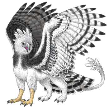 Harpy Eagle gryph