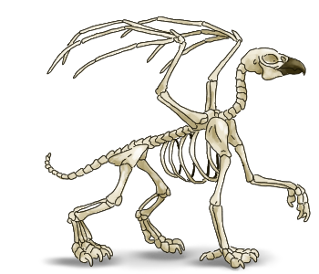 Skelephyn